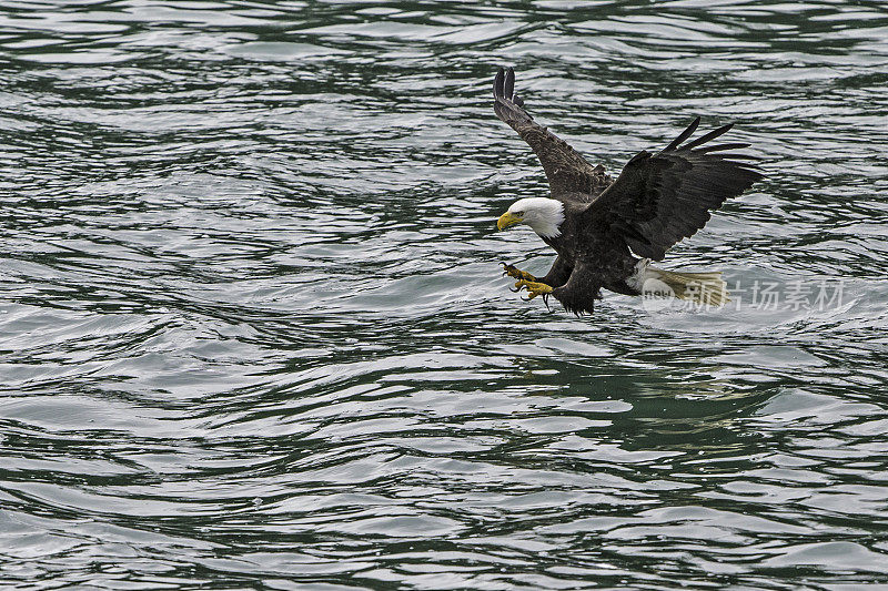 秃鹰(Haliaeetus leucocephalus，是一种食肉鸟，发现在阿拉斯加，以鲱鱼在水里。锡特卡的声音,阿拉斯加。